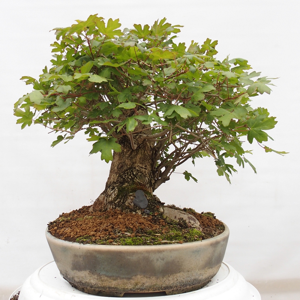 Kültéri bonsai -Javor babyka - Acer campestre