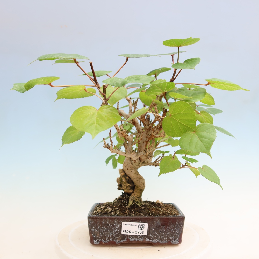 Beltéri bonsai - Hibiscus tiliaceus - tengeri hibiszkusz