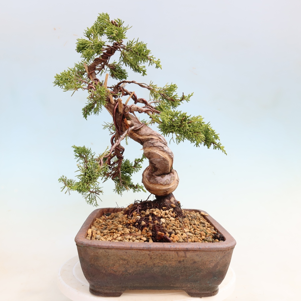 Kültéri bonsai - Juniperus chinensis Itoigawa-Juniperus chinensis