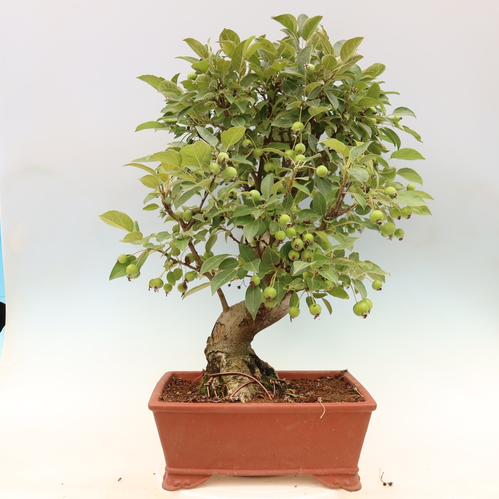 Kültéri bonsai -Malus halliana - Kis gyümölcsű almafa