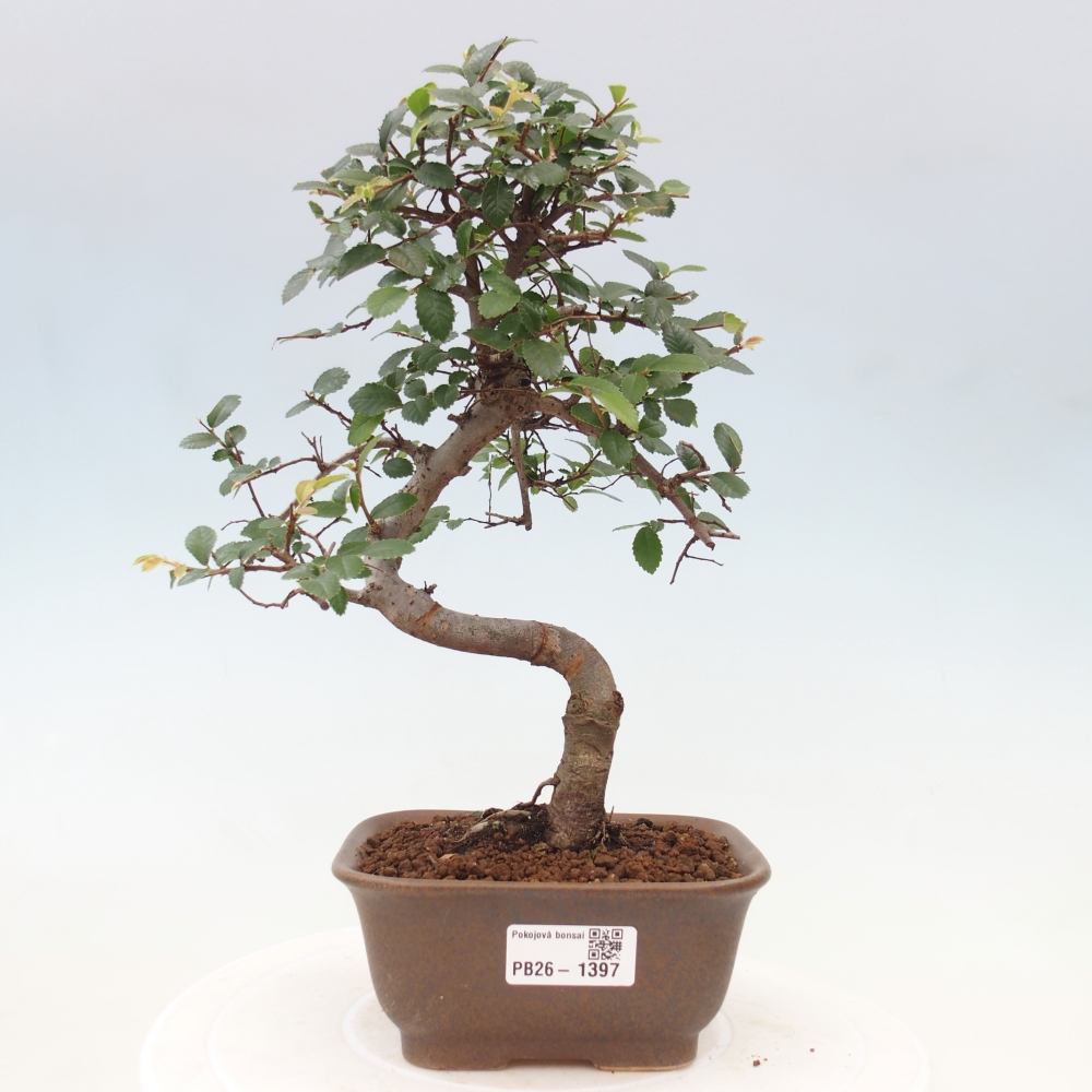 Szobai bonsai - Ulmus parvifolia - Kislevelű szilfa