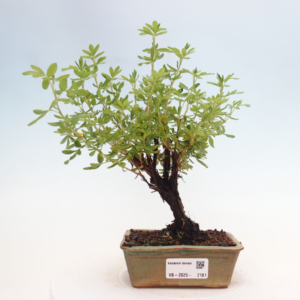 Kültéri bonsai - Potentila fruticosa sárga Bird