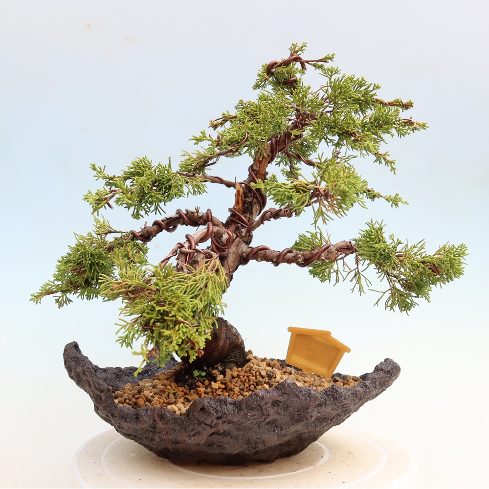 Kültéri bonsai - Juniperus chinensis Itoigawa-Juniperus chinensis