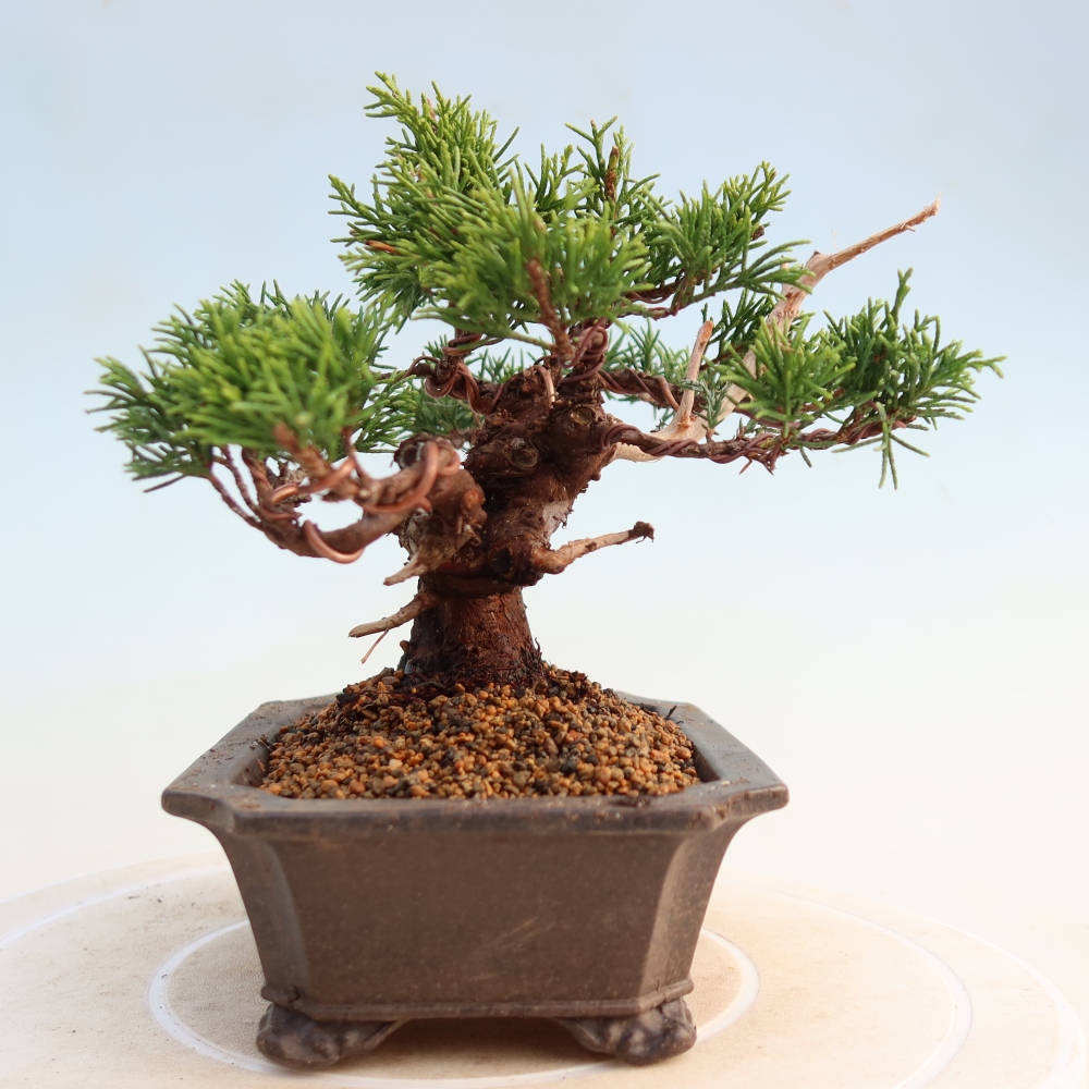 Kültéri bonsai - Juniperus chinensis Itoigawa