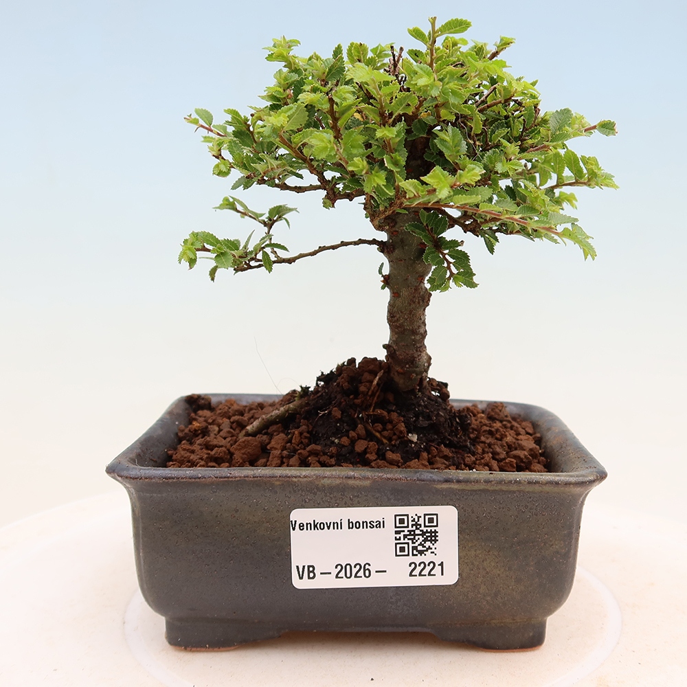 Kültéri bonsai - Ulmus parvifolia Sagei - Kislevelű szilfa