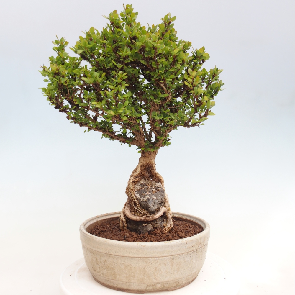 Kültéri bonsai - Berberis coreana