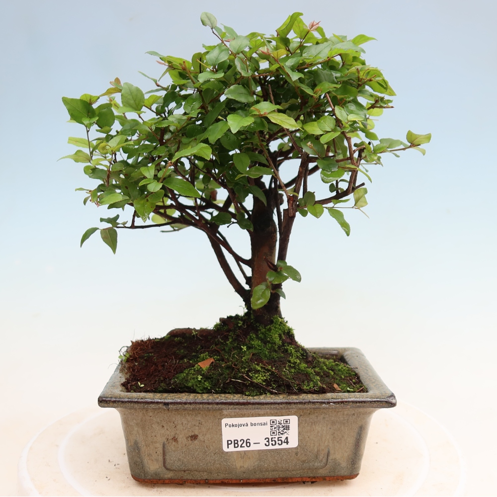 Szobai bonsai - Sageretia thea - Sageretia thea