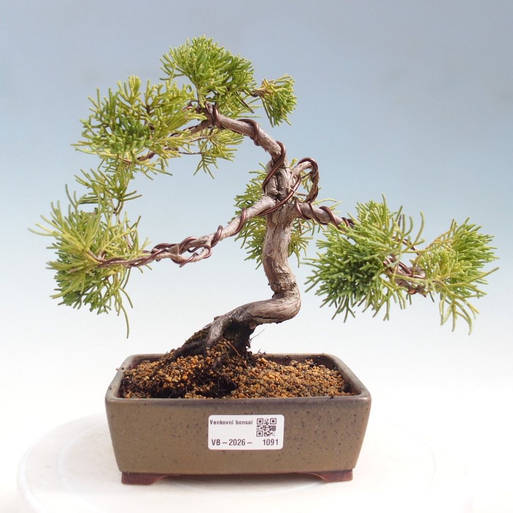 Kültéri bonsai - Juniperus chinensis Kishu