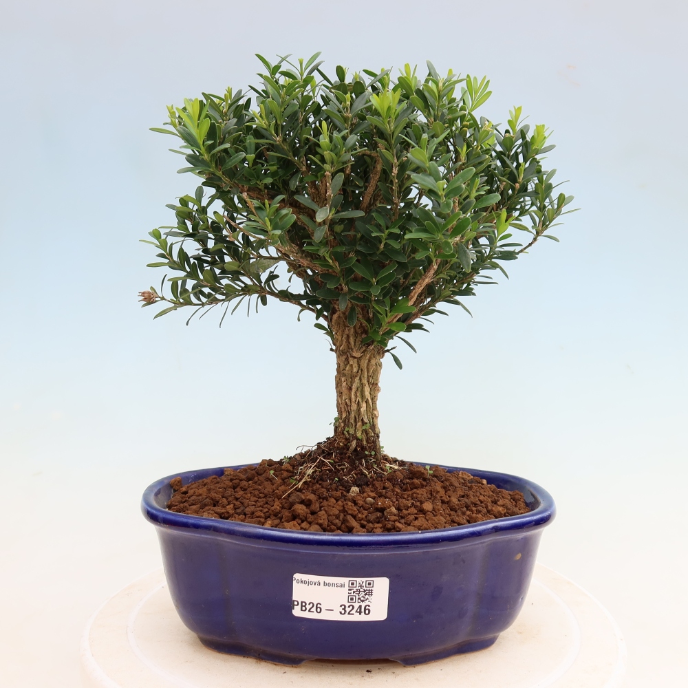 Szobai bonsai - Buxus harlandii - parafa buxus