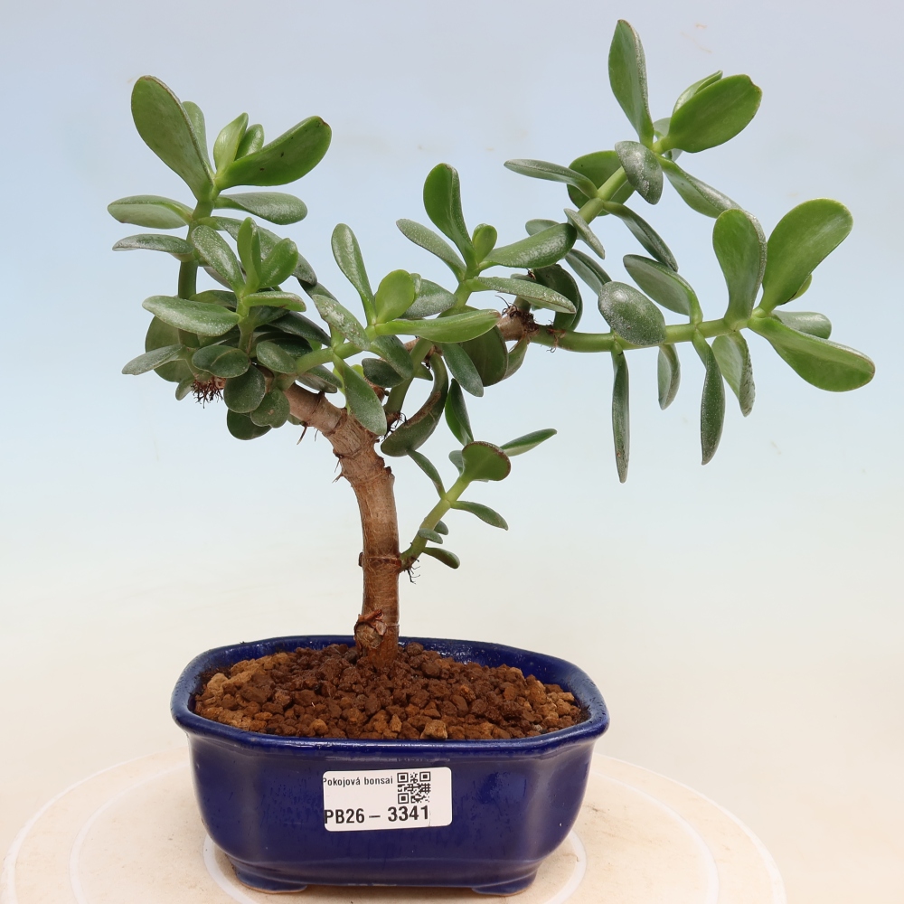 Szobabonsai – Tojás alakú vastaglevél – Crassula ovata