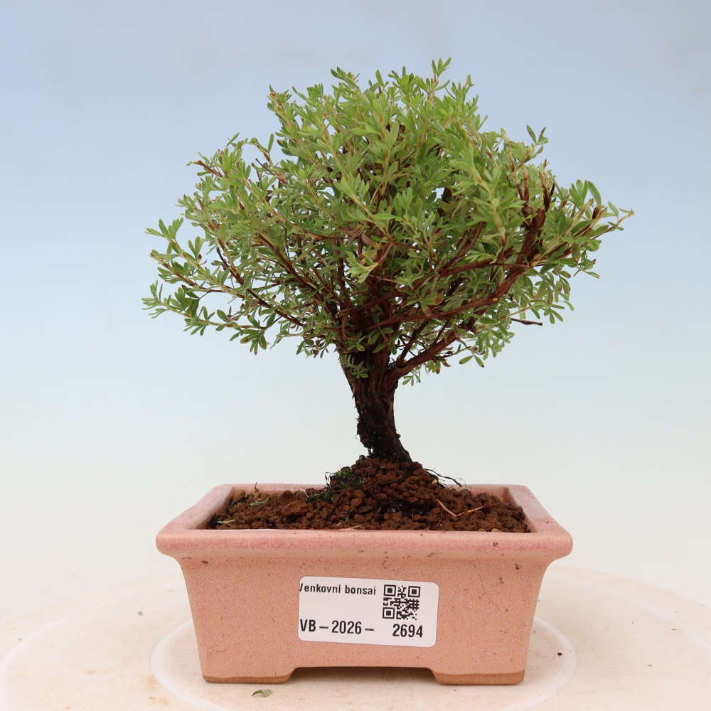 Kültéri bonsai – bokros potentilla – Potentilla fruticosa Goldkissen