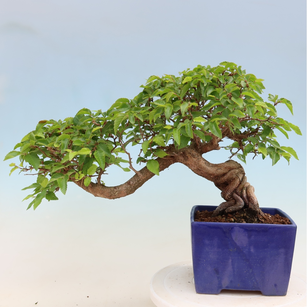 Kültéri bonsai -Carpinus Coreana - Koreai gyertyánfa