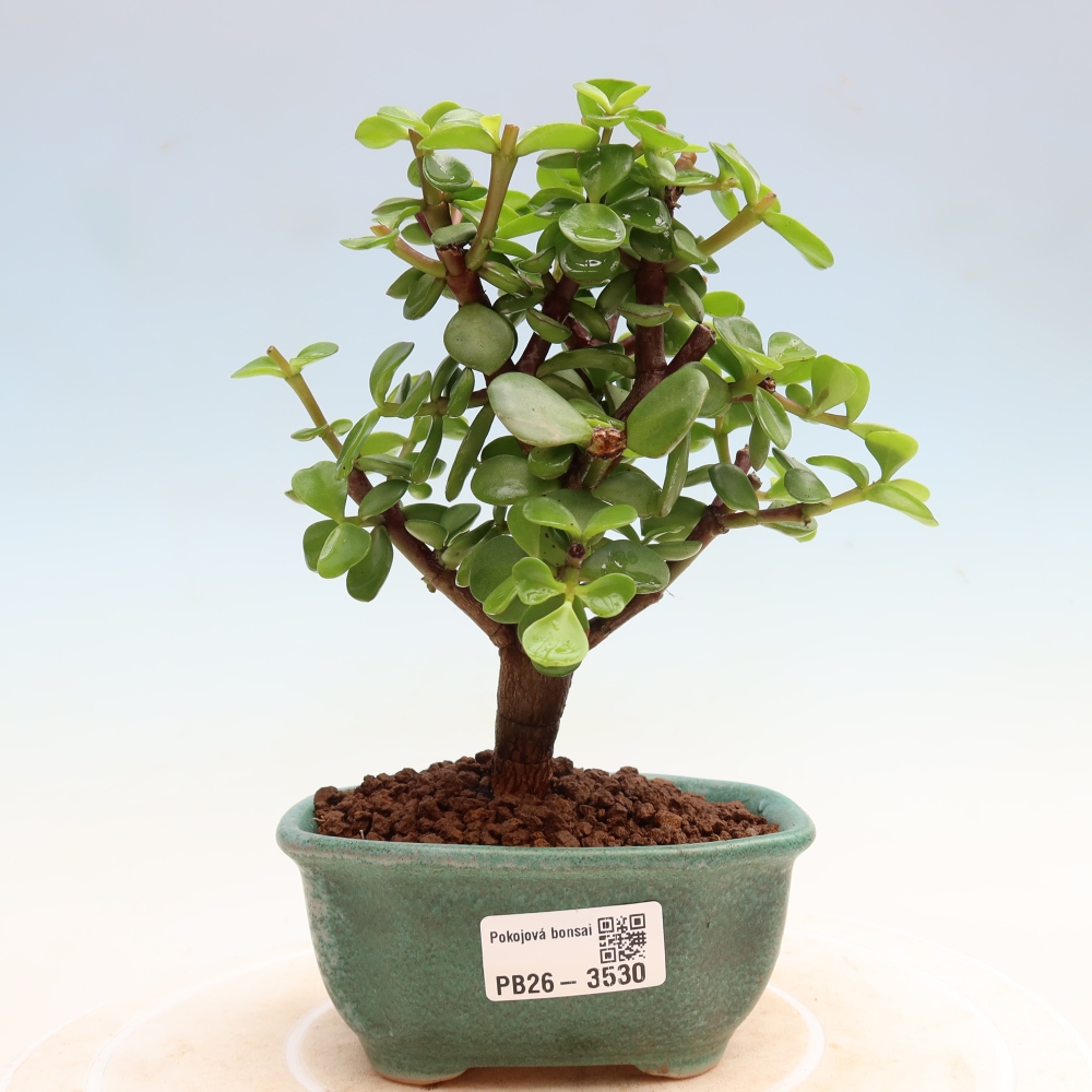 Szoba bonsai - Portulakaria Afra - Tlustice