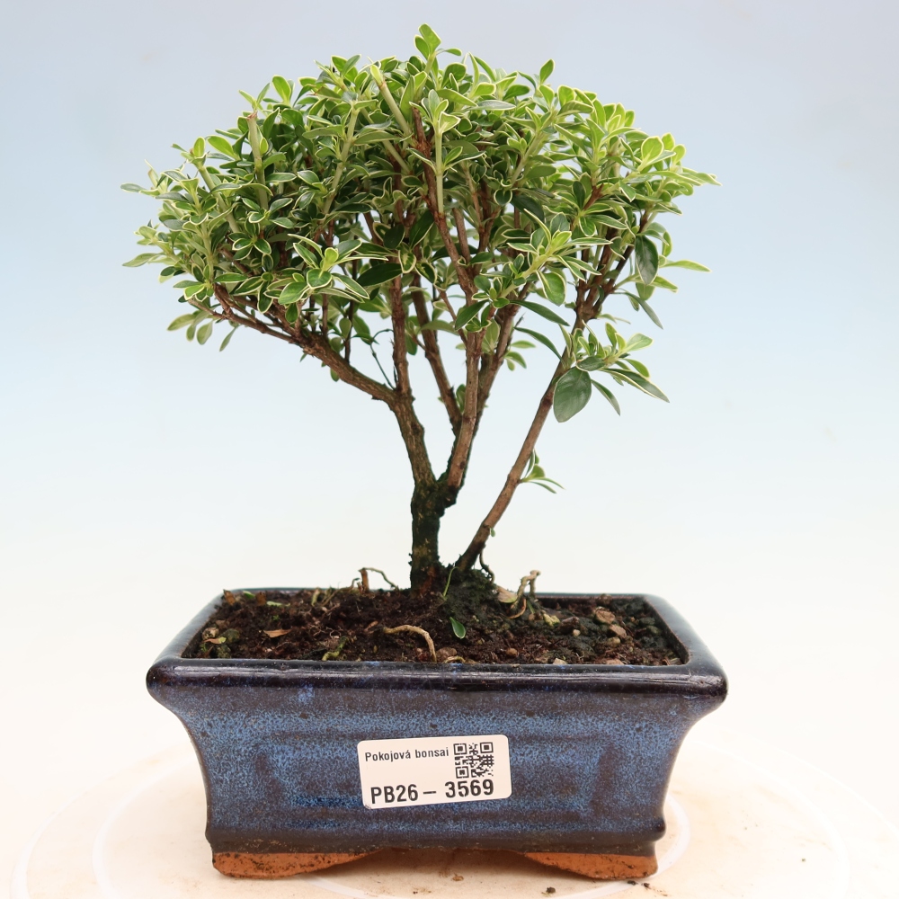 Szobai bonsai - Serissa foetida Variegata - Az ezer csillag fája