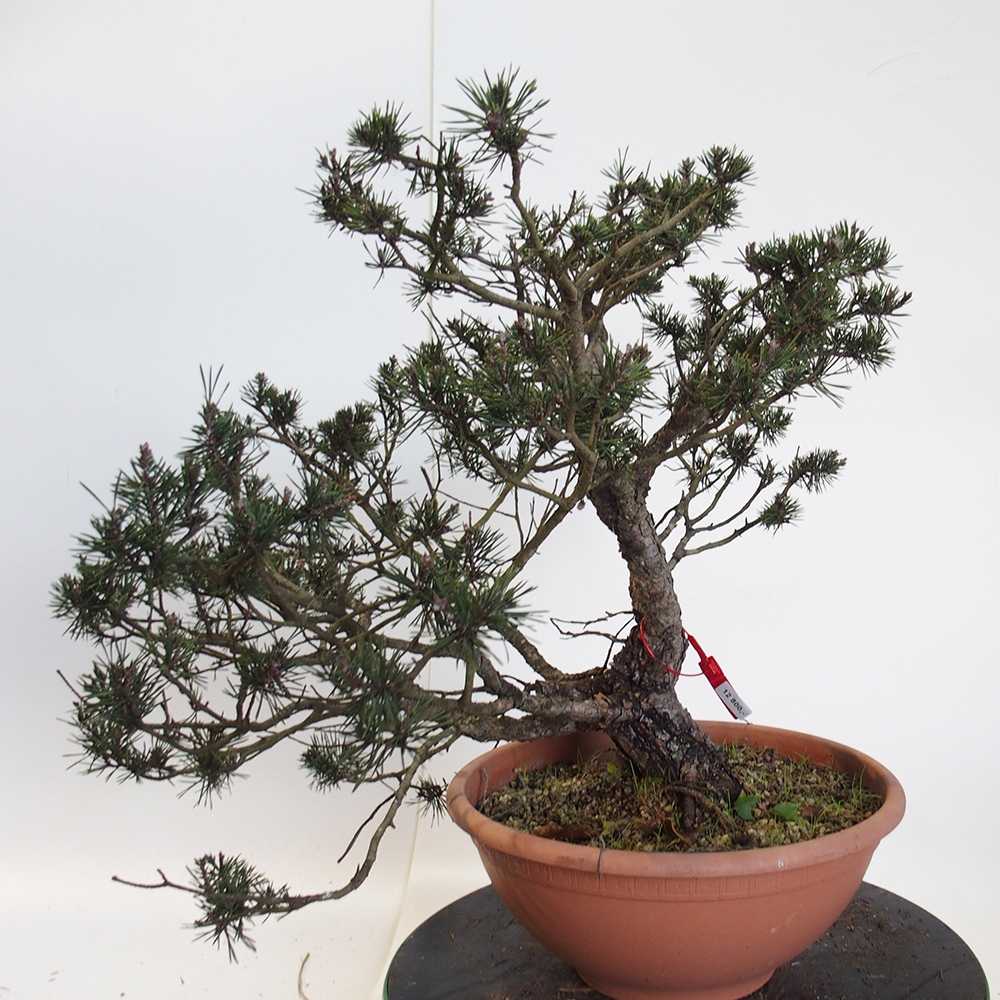 Yamadori - Pinus sylvestris Spanyolország