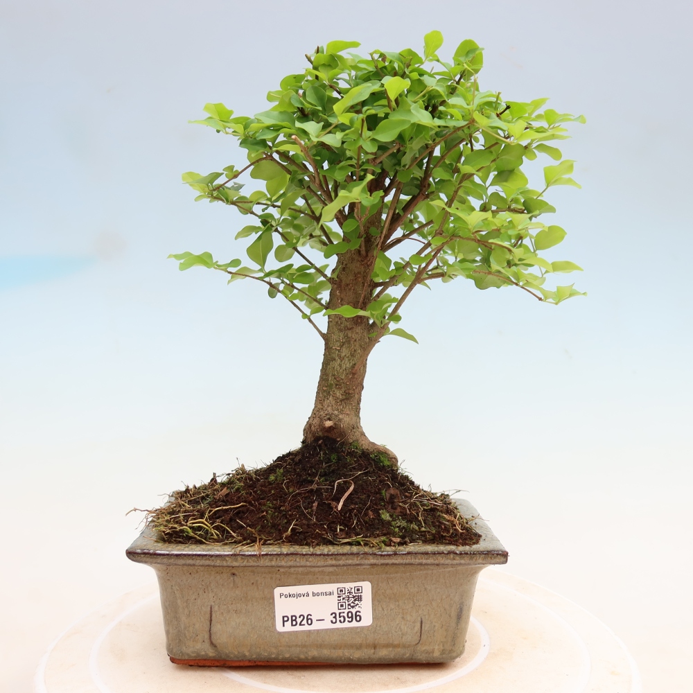 Szobai bonsai -Ligustrum chinensis - Madárcsőr