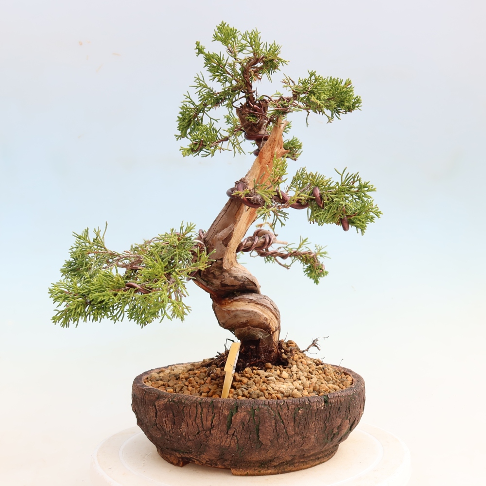 Kültéri bonsai - Juniperus chinensis Itoigawa-Juniperus chinensis
