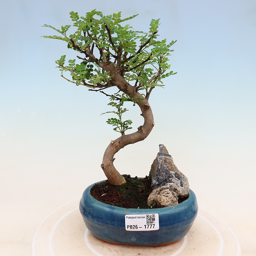 Szobai bonsai - Zantoxylum piperitum - borsfa