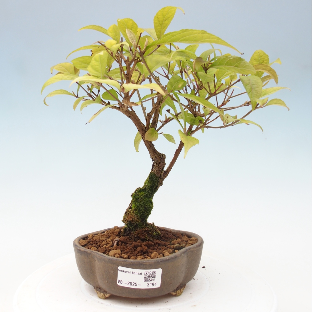 Kültéri bonsai - Callicarpa japonica