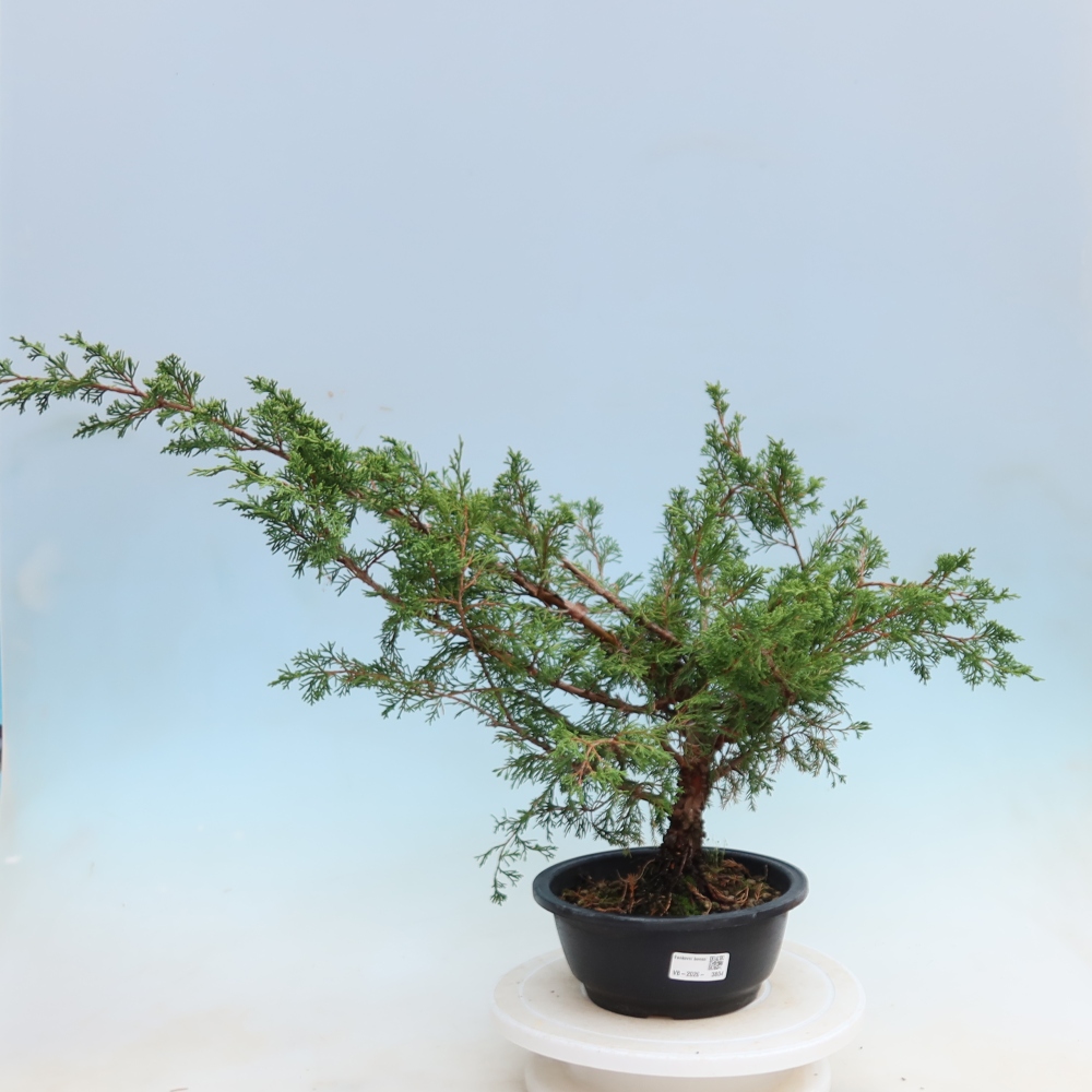 Kültéri bonsai – Juniperus chinensis Itoigawa – Kínai boróka
