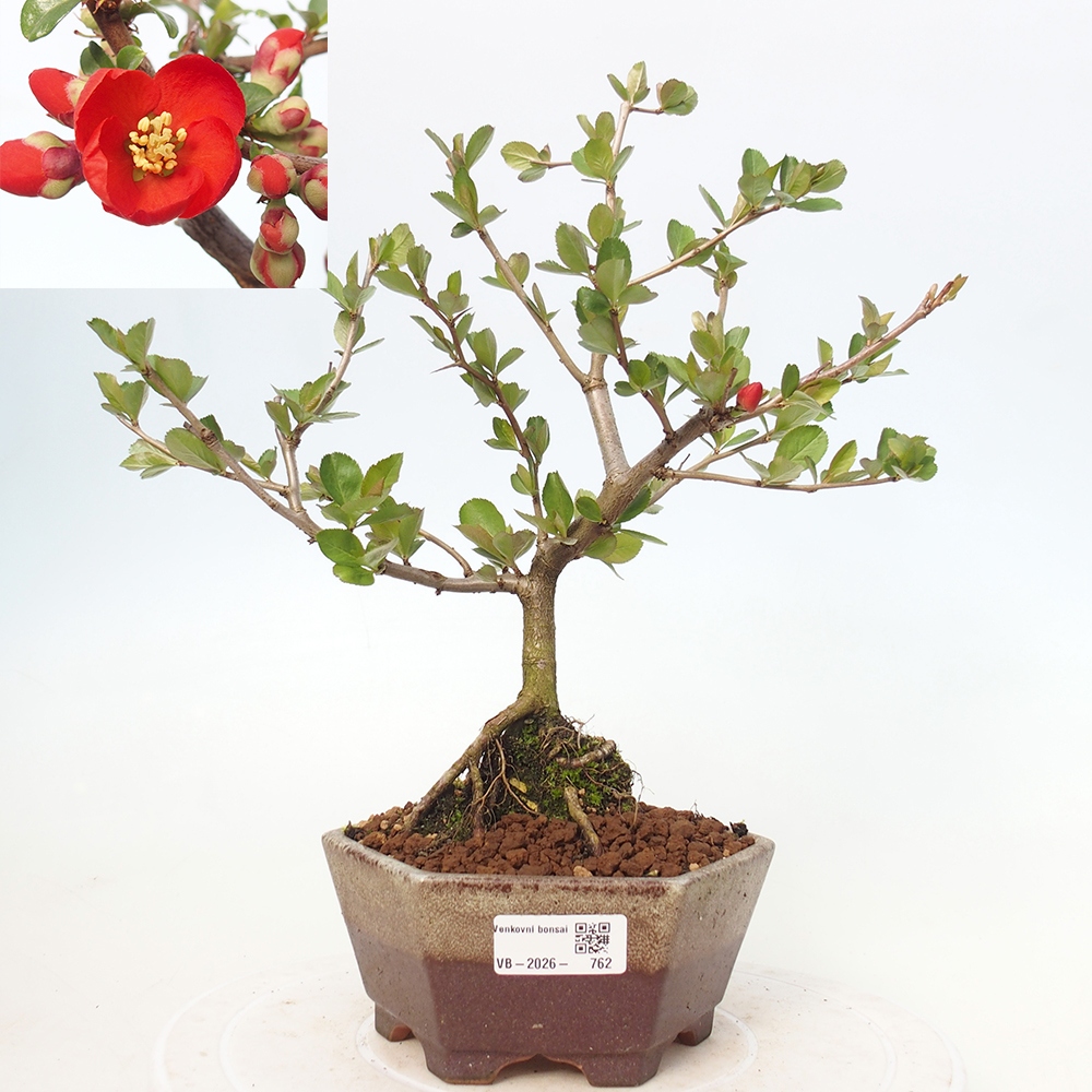 Kültéri bonsai - Chaneomeles sup. Nicoline - birs