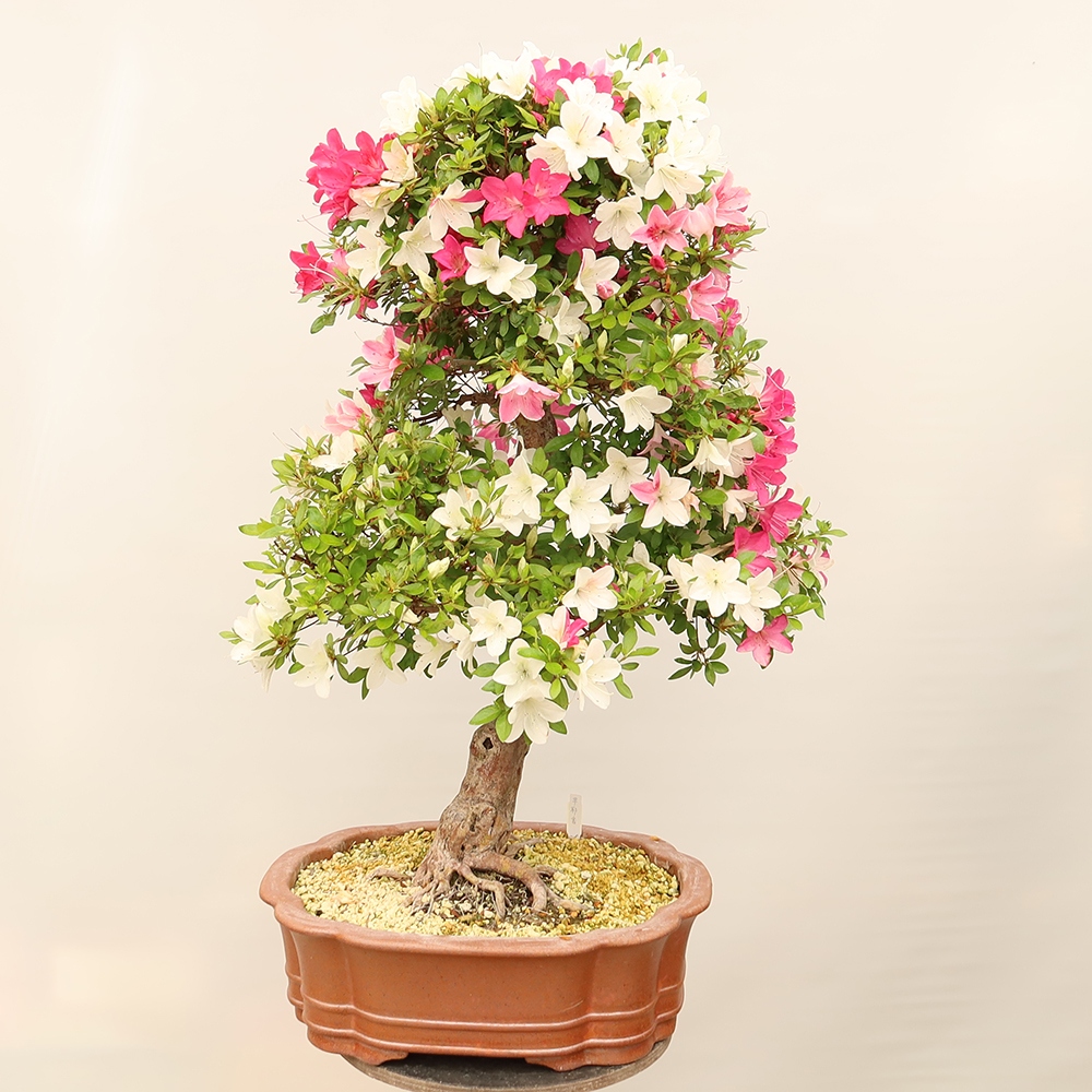 Kültéri bonsai - Japán azálea - Azálea Sayaka