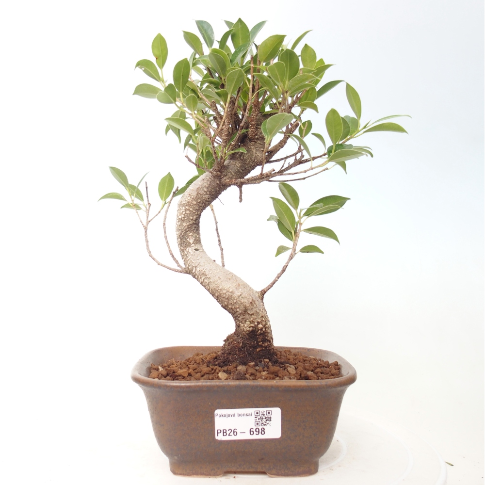 Szobai bonsai - Ficus retusa - kislevelű fikusz