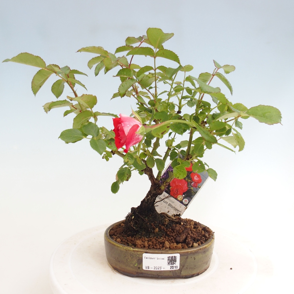 Kültéri bonsai - Rosa Kordes - rózsa