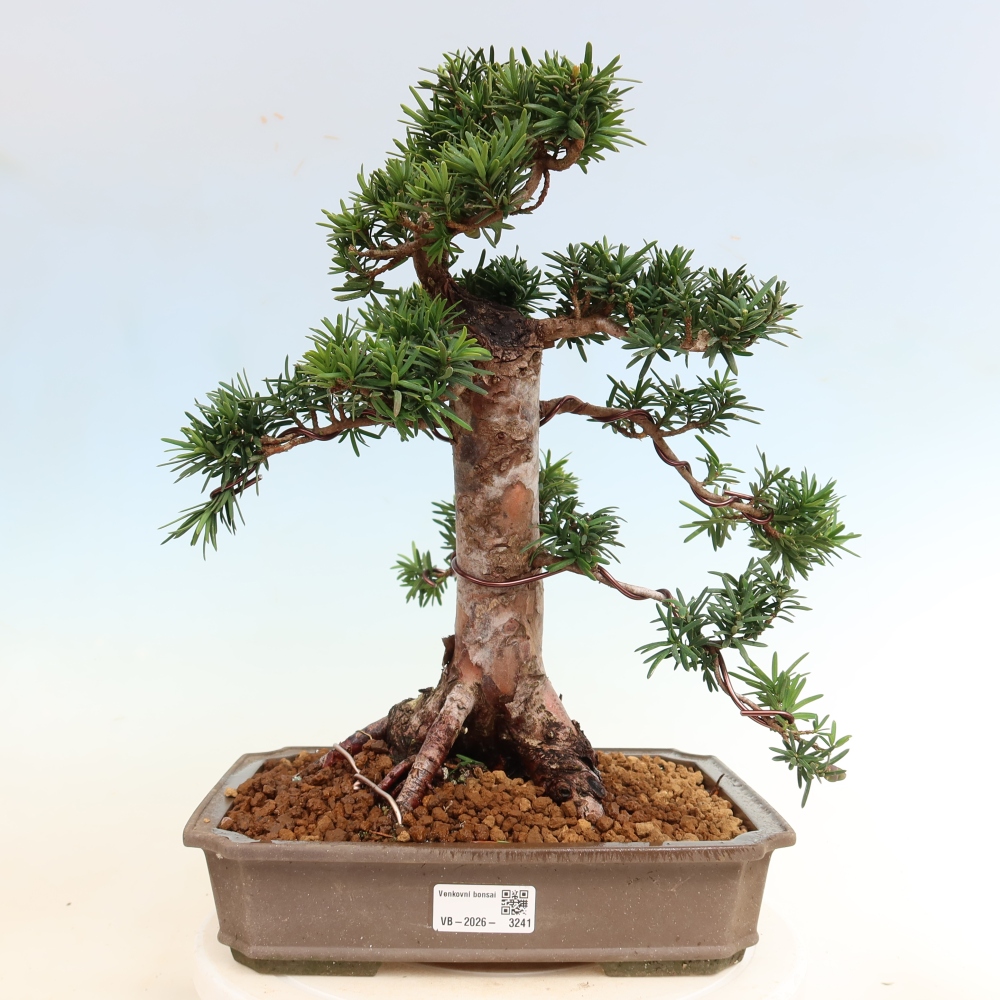 Kültéri bonsai - Taxus cuspidata - japán tiszafa