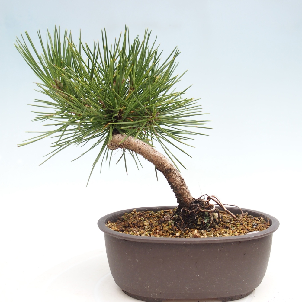 Kültéri bonsai - Pinus thunbergii - Thunberg fenyő