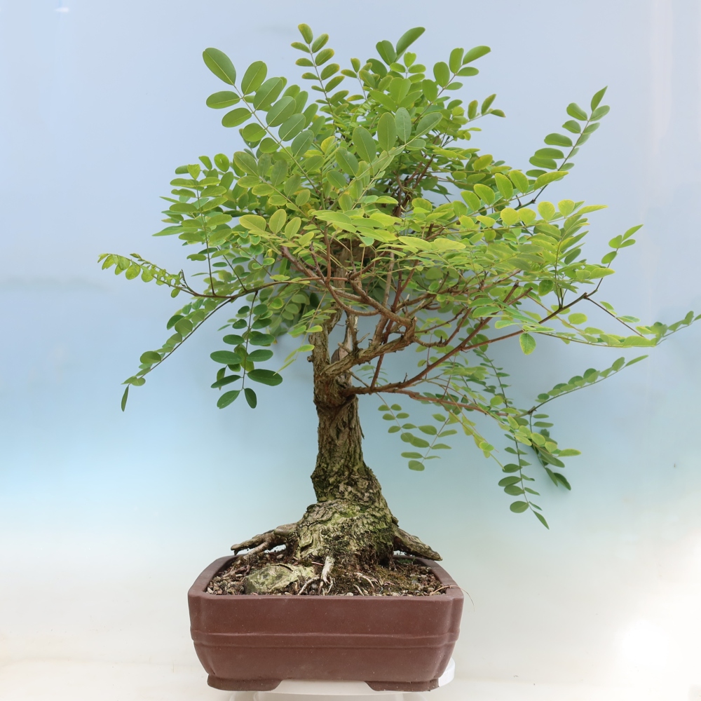 Kültéri bonsai - Tüskés akác - Robinia pseudoacacia