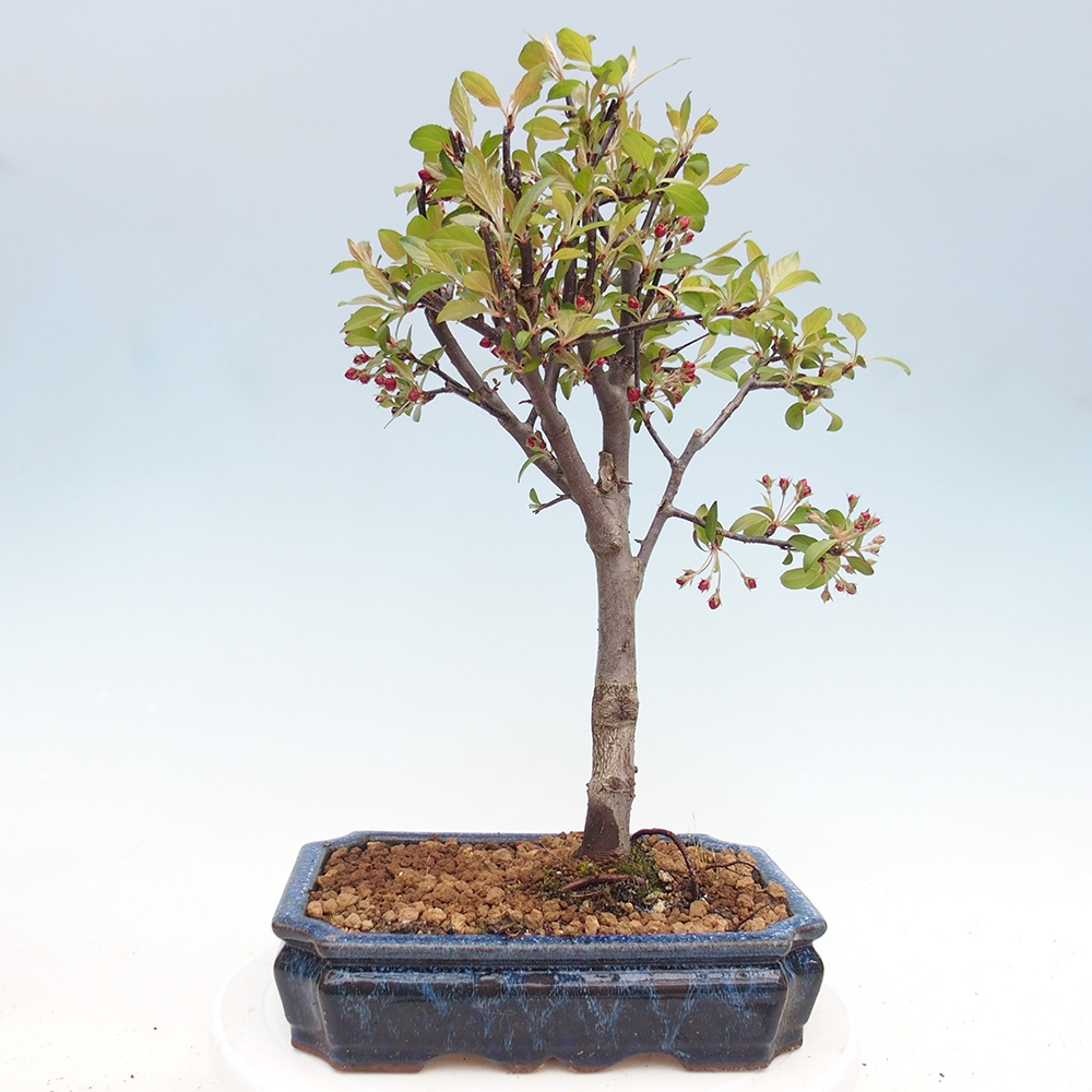 Kültéri bonsai -Malus domestica - Kis gyümölcsű piros levelű almafa