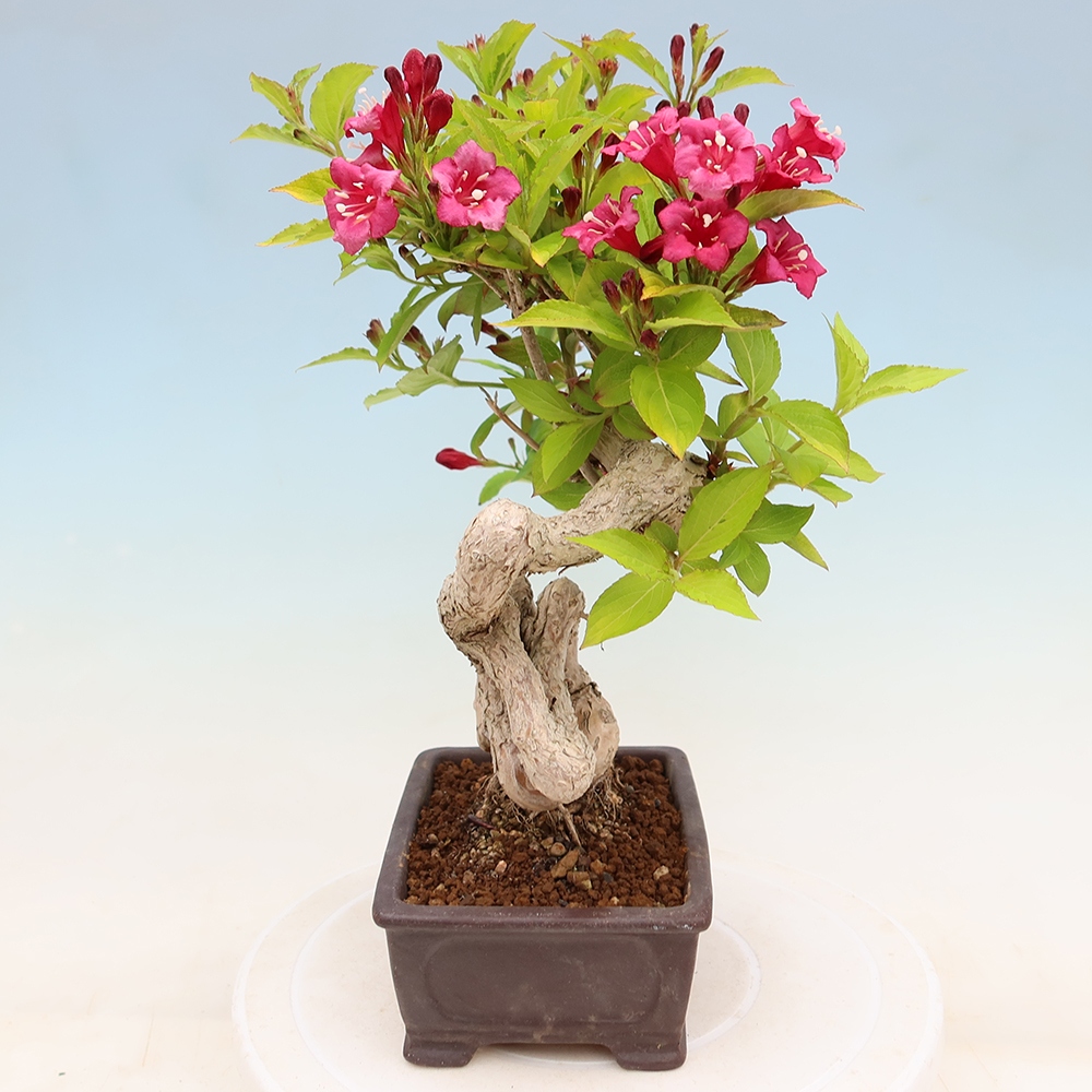 Kültéri bonsai – Weigela subsessilis – Koreai vajgélia