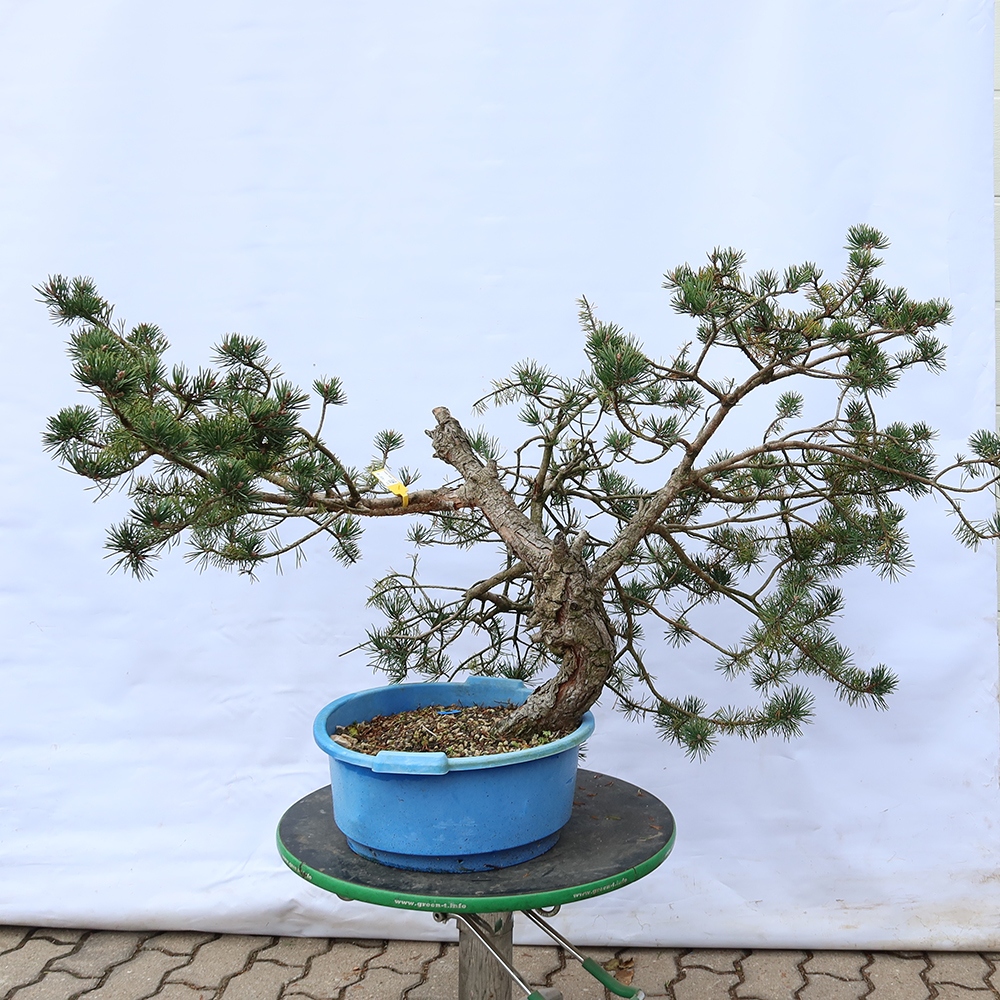 Pinus sylvestris Spanyolország – erdei fenyő