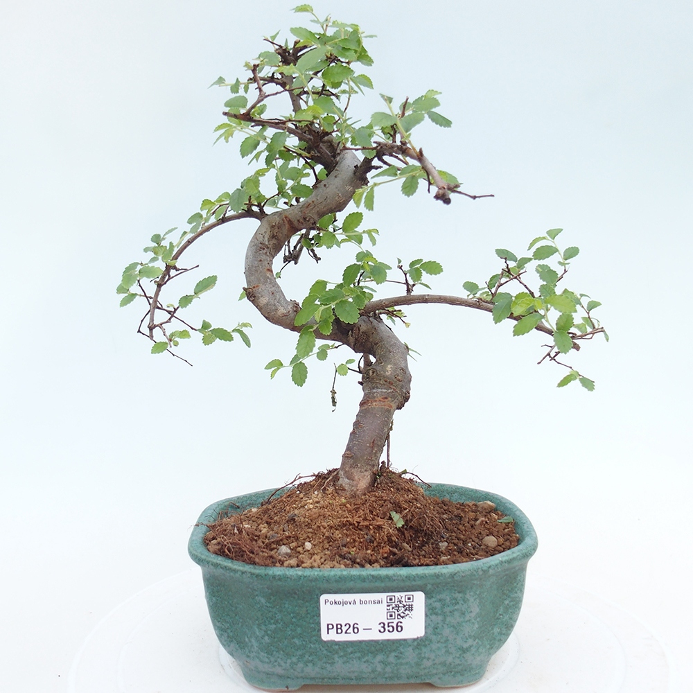 Szobai bonsai - Ulmus parvifolia - Kislevelű szilfa
