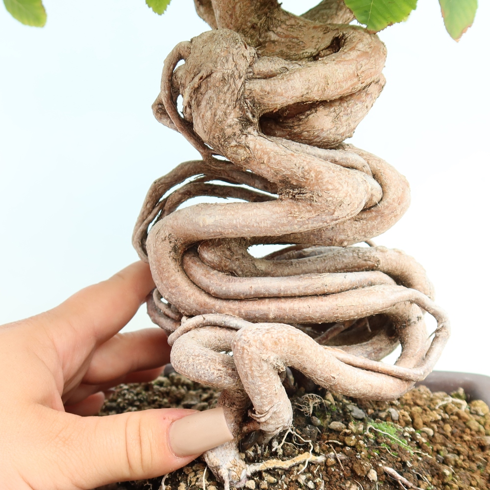 Kültéri bonsai -Carpinus CARPINOIDES - Koreai gyertyánfa