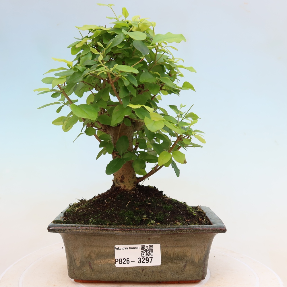 Szobai bonsai -Ligustrum chinensis - Madárcsőr