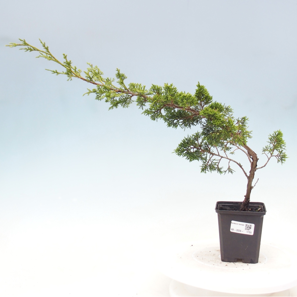 Kültéri bonsai - Juniperus chinensis Itoigawa