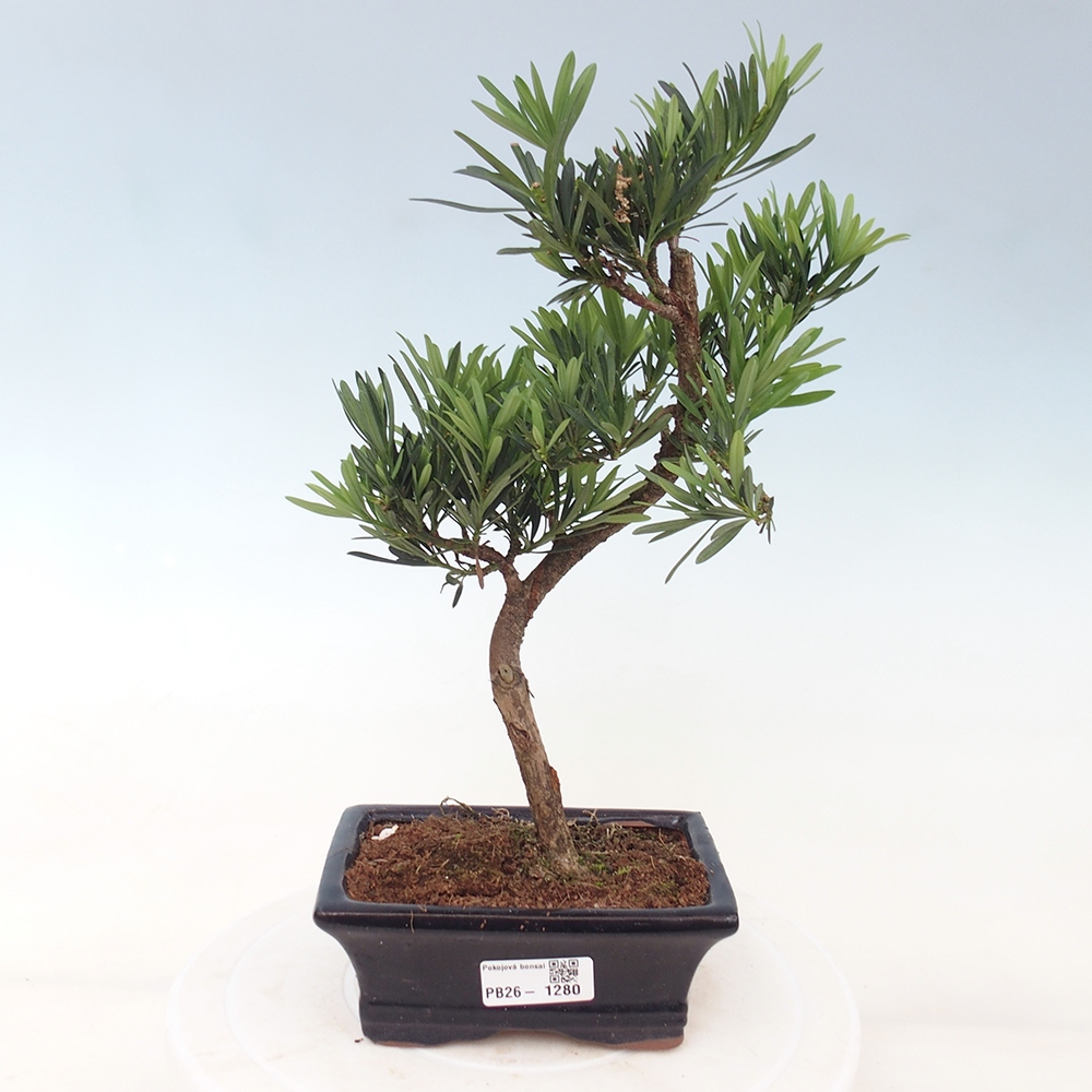 Szobai bonsai - Podocarpus - Kőtiszafa