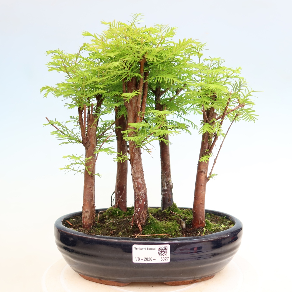Kültéri bonsai – Metasequoia glyptostroboides – kínai metasequoia – kis erdő