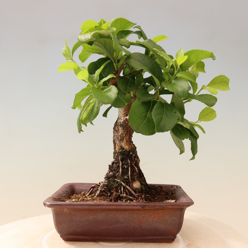 Kültéri bonsai - Celastrus orbiculatus