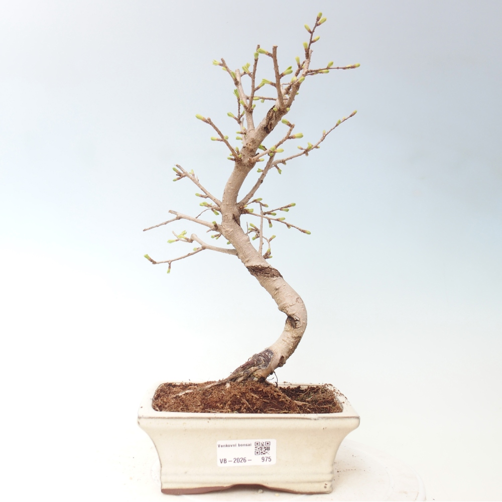 Kültéri bonsai -Pseudolarix amabis-Pseudolarix amabis-Pseudolarix amabis