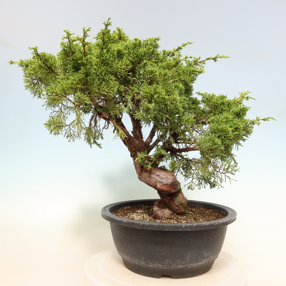 Kültéri bonsai - Juniperus chinensis Itoigawa-Juniperus chinensis