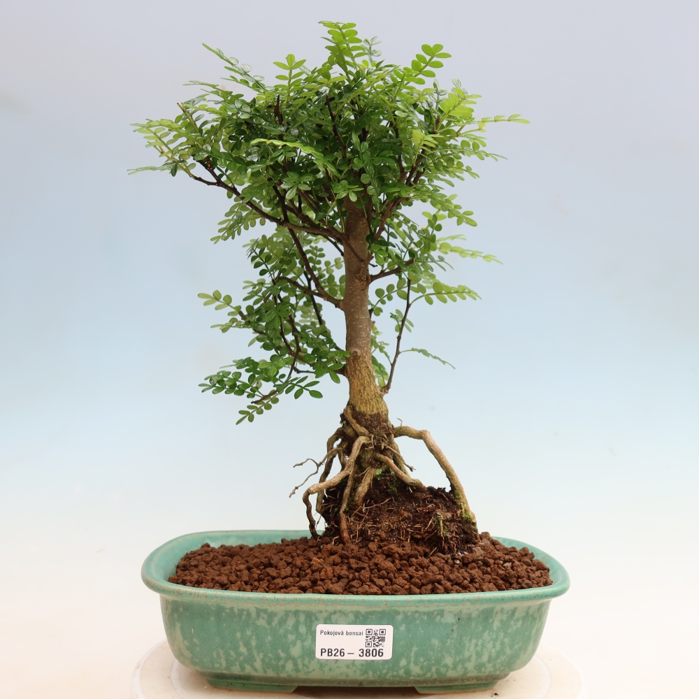 Szobai bonsai - Zantoxylum piperitum - borsfa