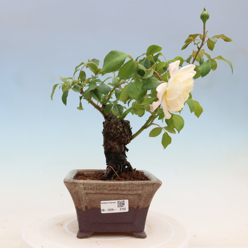Kültéri bonsai - Rosa Kordes - rózsa