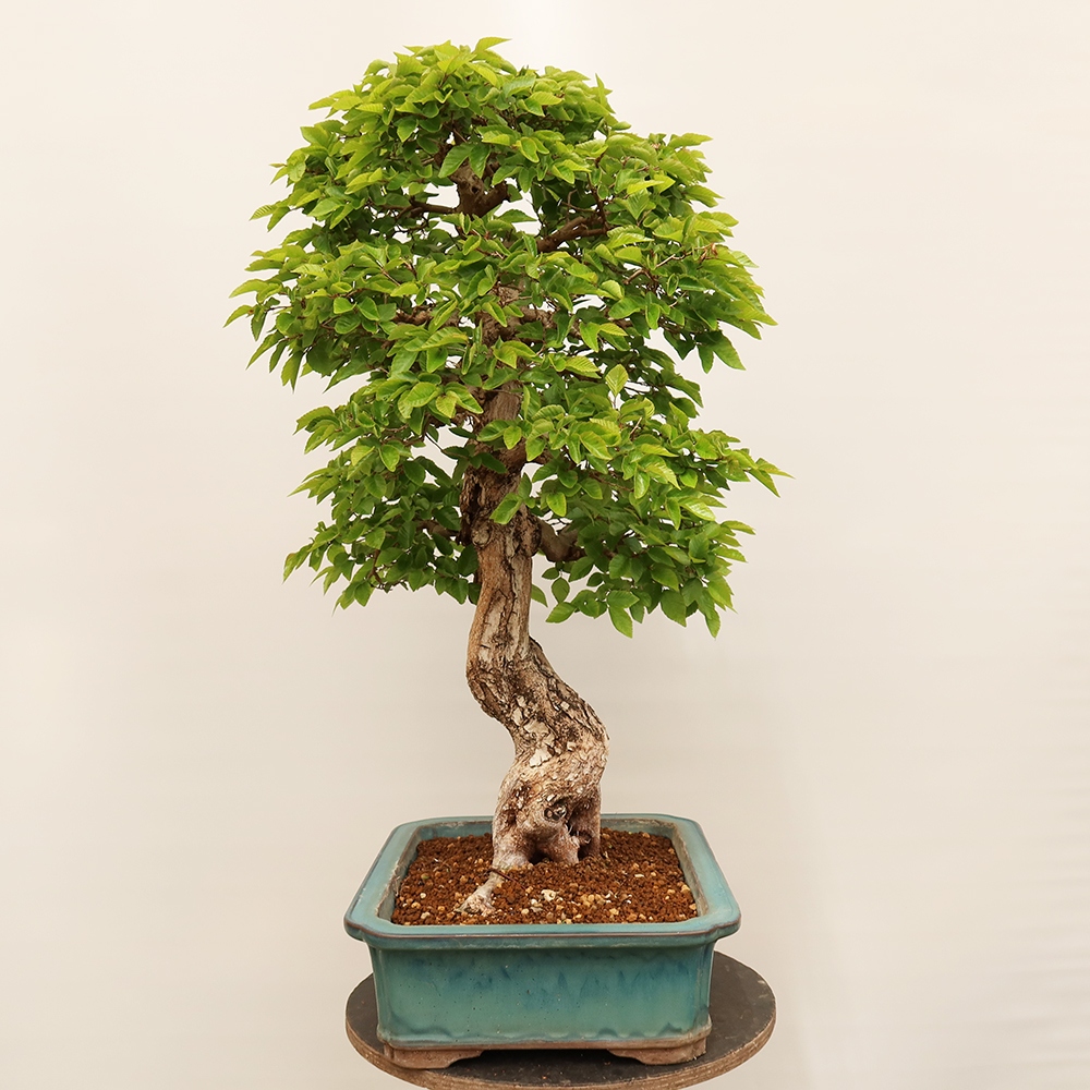 Kültéri bonsai -Carpinus Coreana - Koreai gyertyánfa