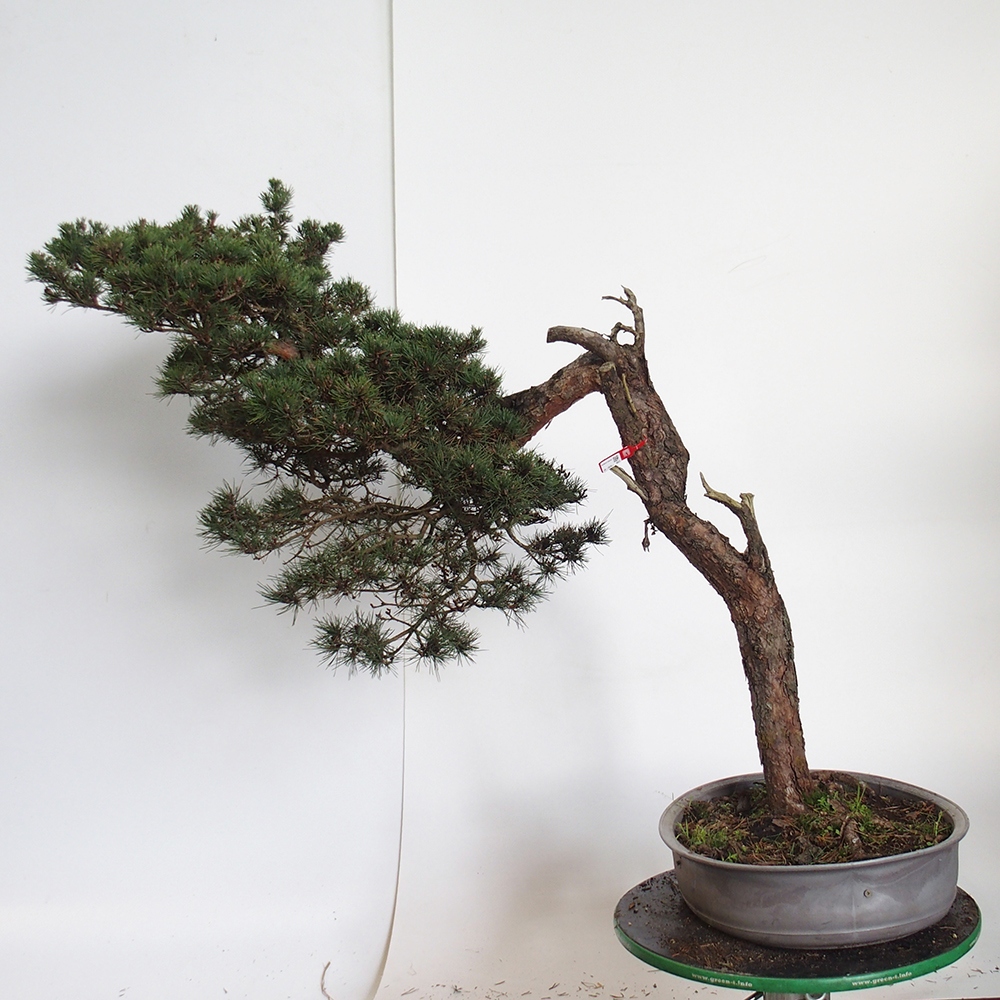 Yamadori - Pinus sylvestris Spanyolország