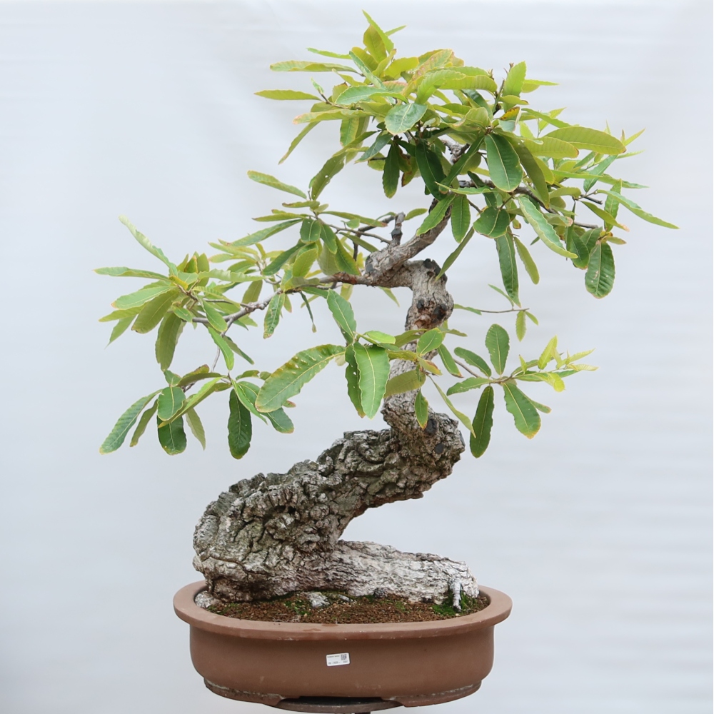 Kültéri bonsai – Quercus castaneifolia – Gesztenyelevelű tölgy