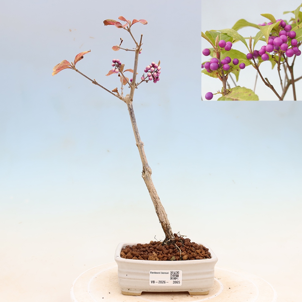 Kültéri bonsai - Callicarpa bodinierova bodinierova profusion