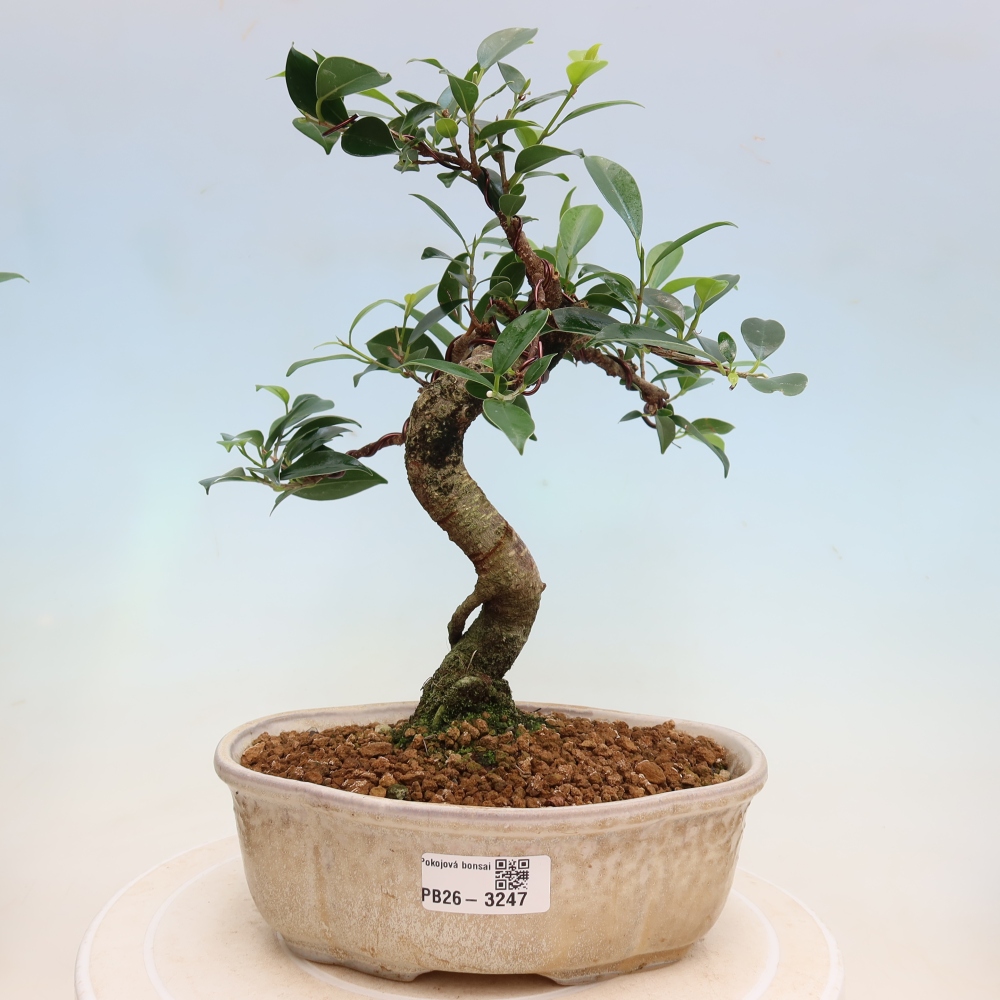 Szobai bonsai - Ficus kimmen - kislevelű fikusz